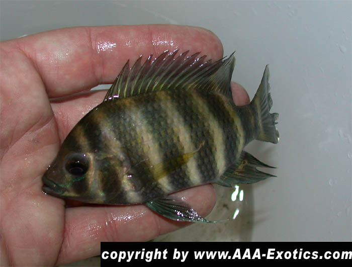 Tilapia buttikoferi